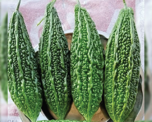 Suchi 003 (F1 - HYB)